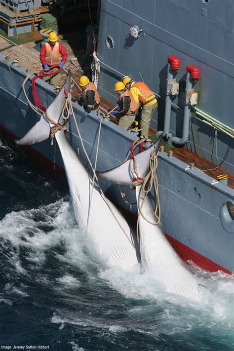 Japan whale hunting: Commercial whaling to restart in July 